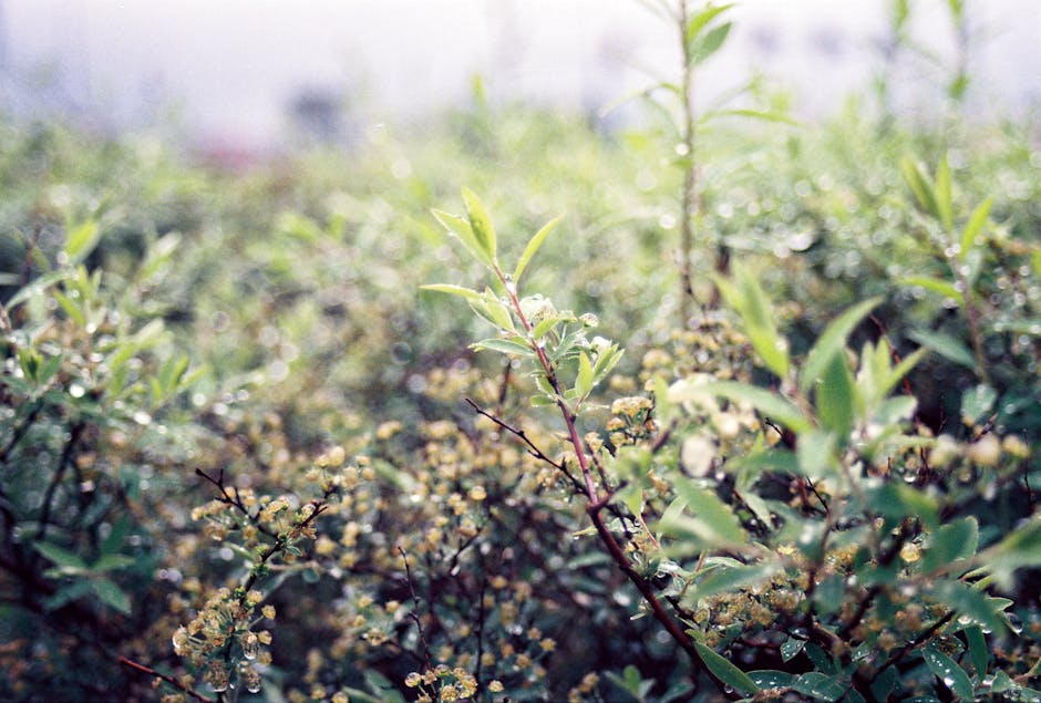 polskie słodycze cukiernia