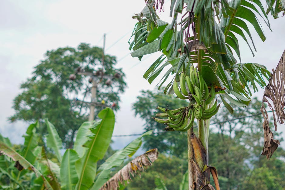 fresh bananas plantation