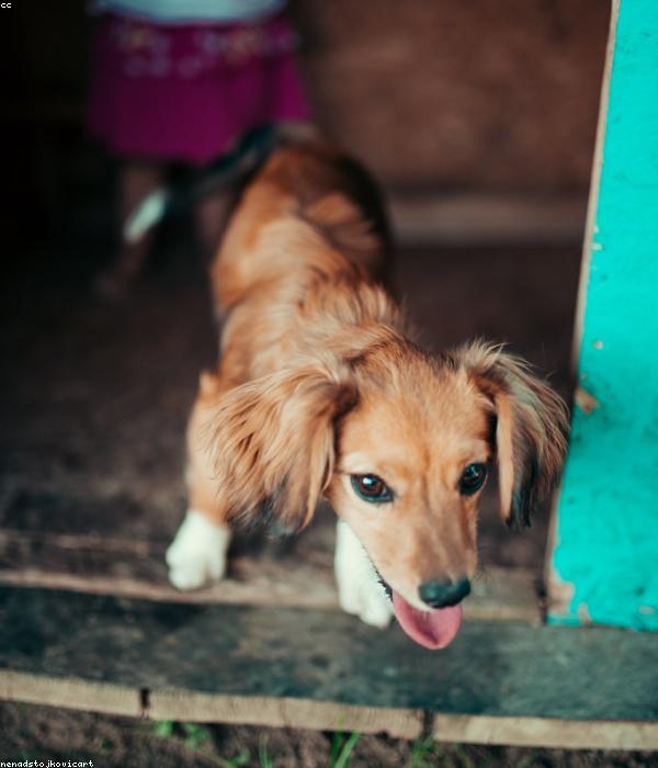 Happy pets at PawsRest