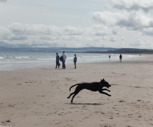 Dog running
