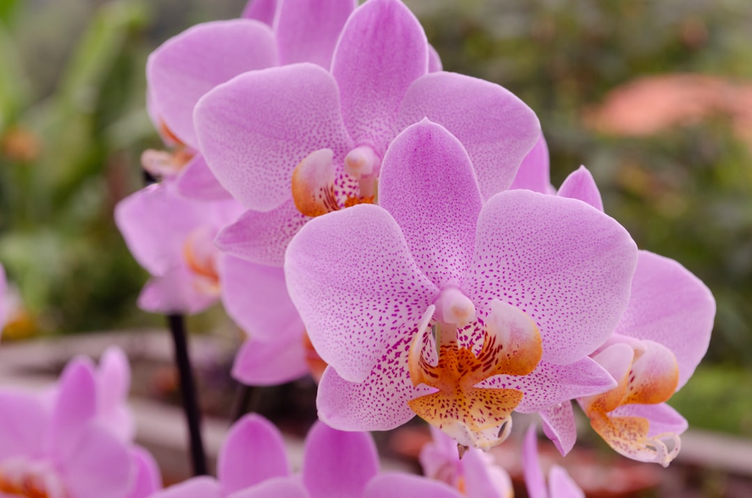 Elegant Orchids