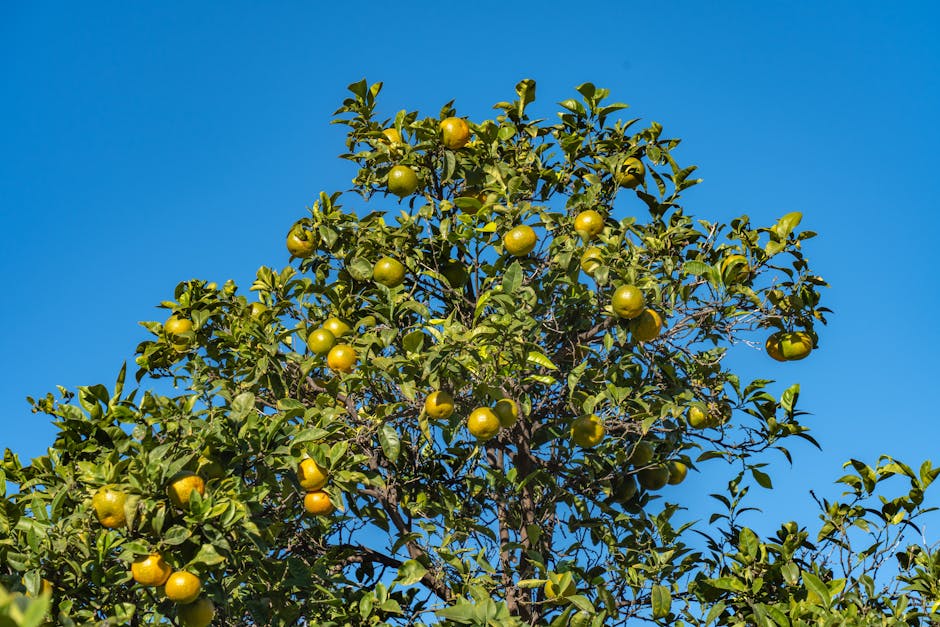 valencia oranges juicy